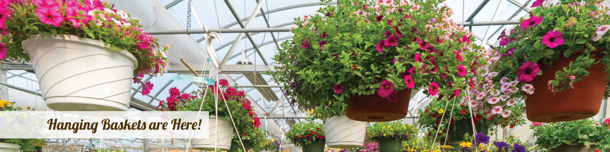 Hanging-Baskets-are-Here