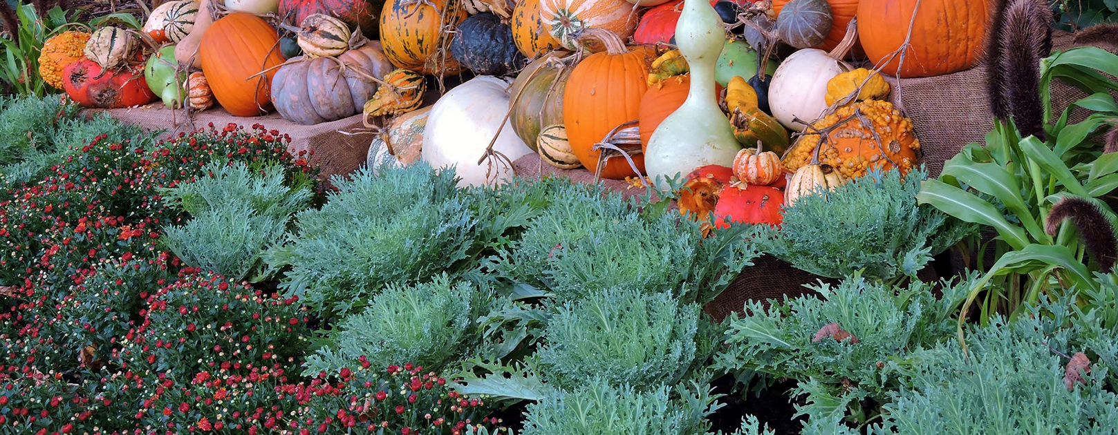 pumpkin-2862493_1920